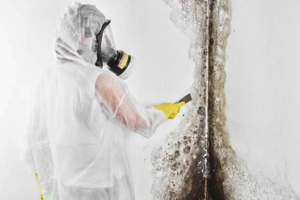 Certified Mold Removal in Lakewood, CA