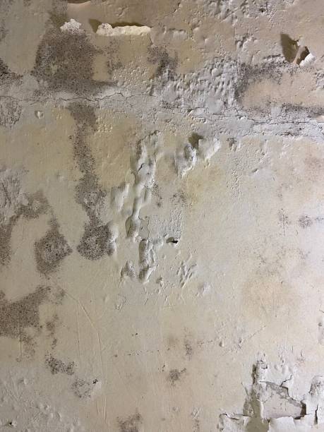 Best Professional Mold Removal  in Lakewood, CA