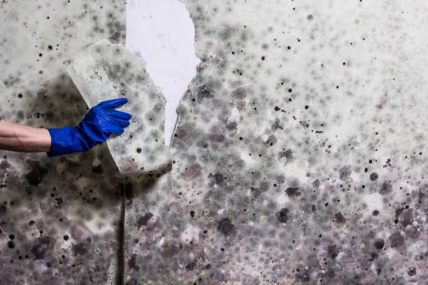 Mold Testing and Removal in Lakewood, CA
