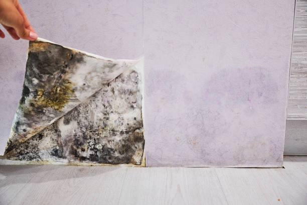 Best Commercial Mold Removal  in Lakewood, CA